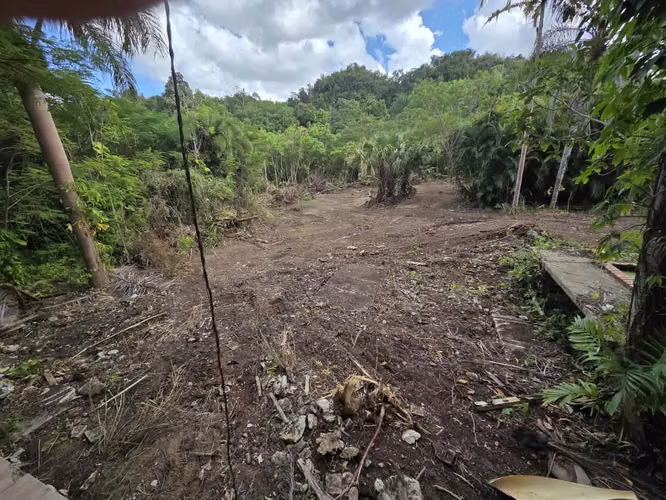Bo. Morovis Norte, Finca en Morovis