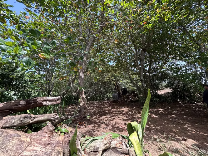 Bo. Islote, Finca en Arecibo