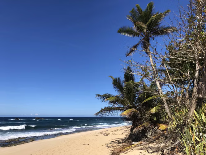 Bo. Islote, Finca en Arecibo