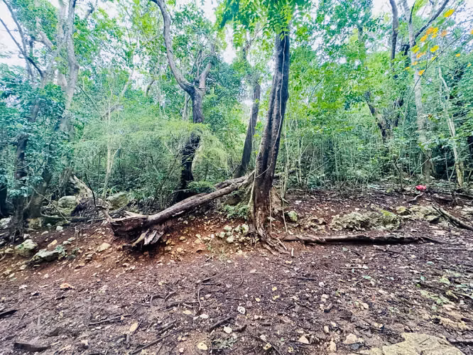 Bo. Manati Abajo, Terreno en Barceloneta