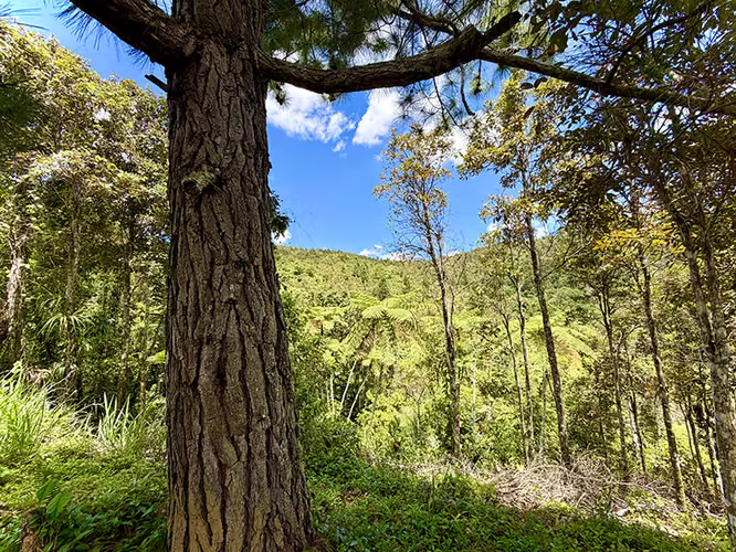 Bo. Culebra Bajo, Terreno en Cayey