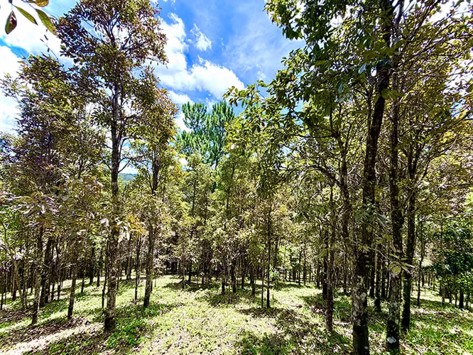 Bo. Culebra Bajo, Terreno en Cayey