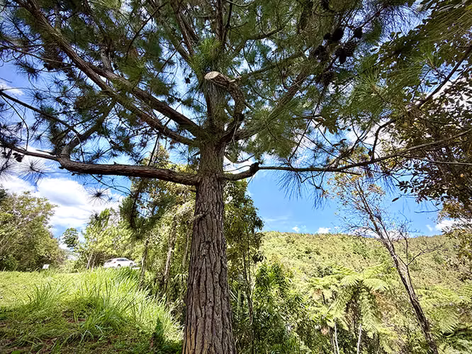 Bo. Culebra Bajo, Terreno en Cayey