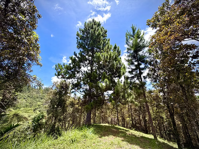 Bo. Culebra Bajo, Terreno en Cayey