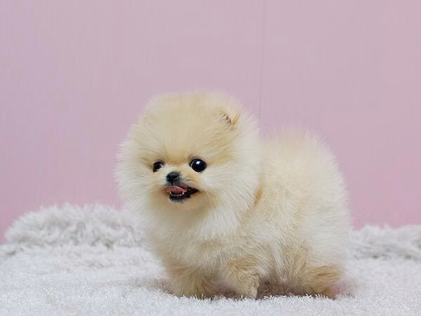 Cachorros Pomerania