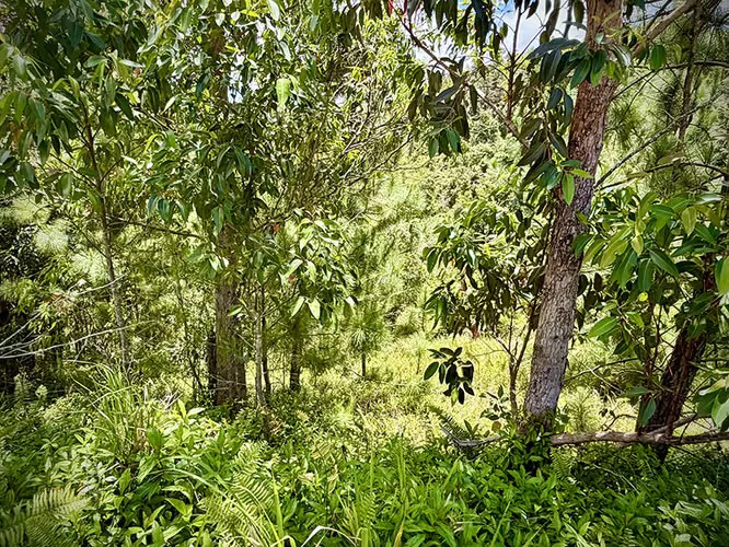 Bo. Cercadillo, Terreno en Cayey