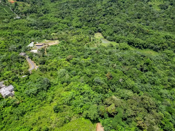 Bo. Espino, Finca en Lares