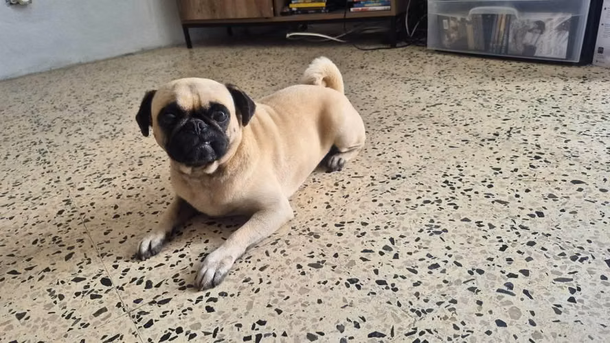 Se vende perro pug