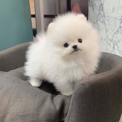 Cachorros Pomerania