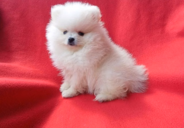 Cachorros Pomerania