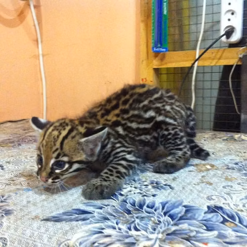 Gatitos Caracal y Ocelote - Imagen 8