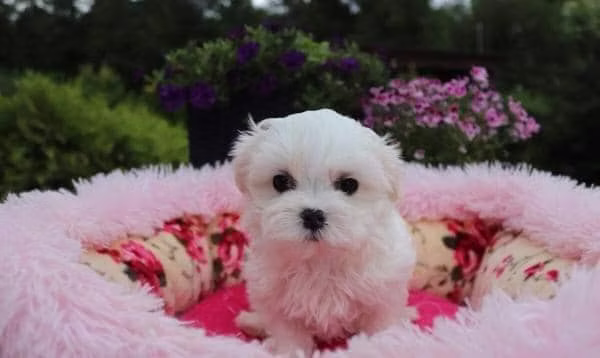 Cachorros malteses excepcionales disponibles para adopción