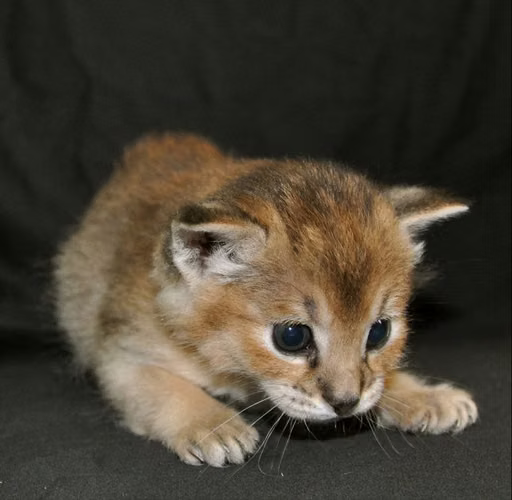Gatitos Caracat disponibles - Imagen 8