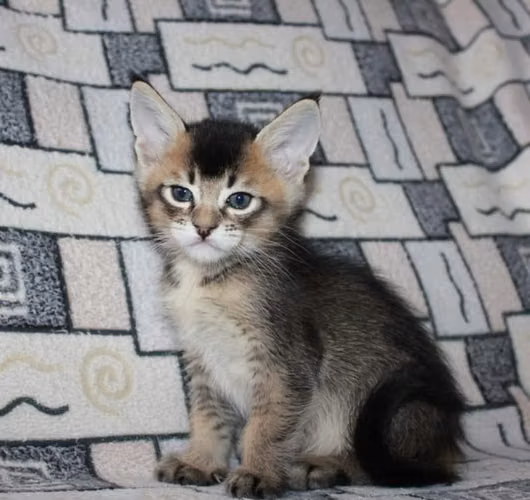 Gatitos Caracat disponibles - Imagen 3