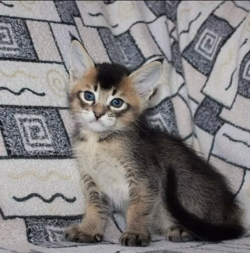 Gatitos Caracat disponibles - Imagen 6