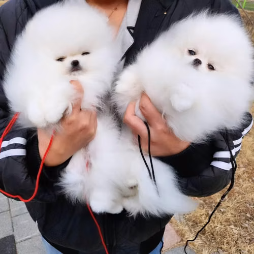 KC Registrada  Cachorros Pomerania Oso de Peluche