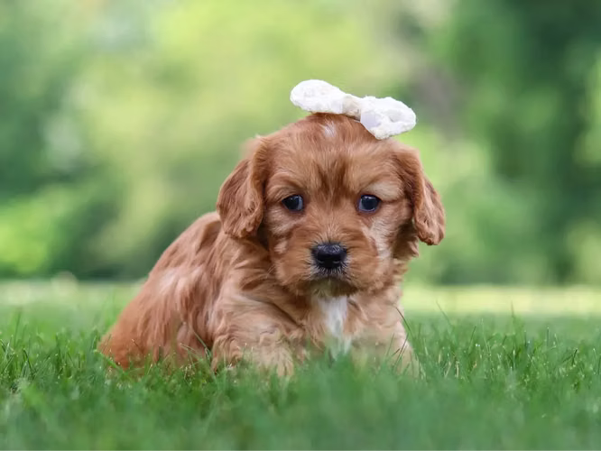 Cachorros Cavapoo de 5 semanas de edad