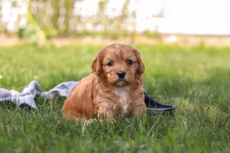 Cachorros Cavapoo de 5 semanas de edad