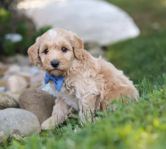 Cachorros Cavapoo de 7 semanas de edad