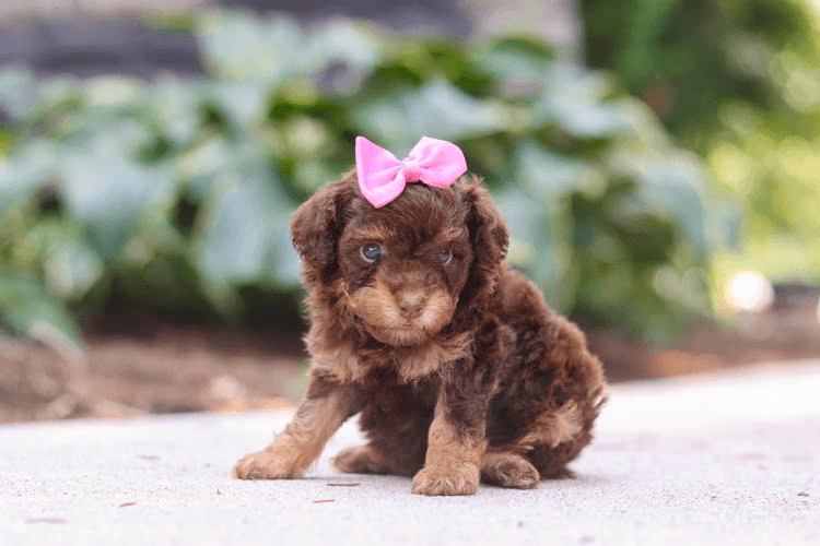 Cachorros de caniche de 6 semanas de edad