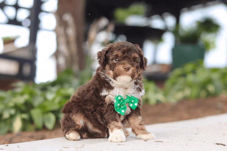 Cachorros de caniche de 6 semanas de edad