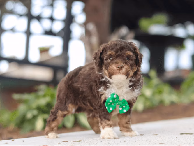 Cachorros de caniche de 6 semanas de edad