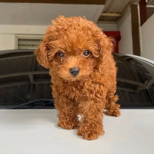 Cachorros de caniche preciosos disponibles