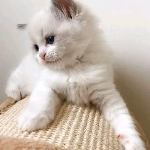 Ragdoll kitten for adoption