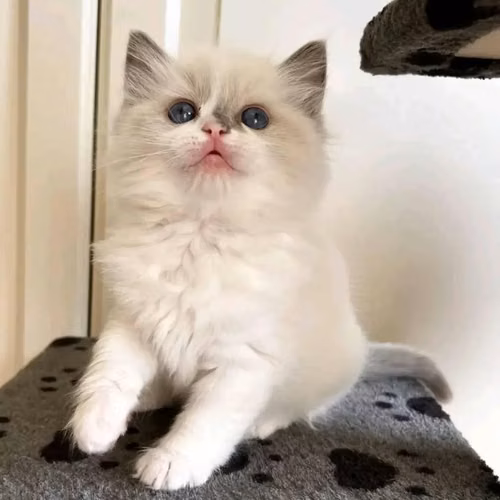 Ragdoll kitten for adoption - Imagen 4
