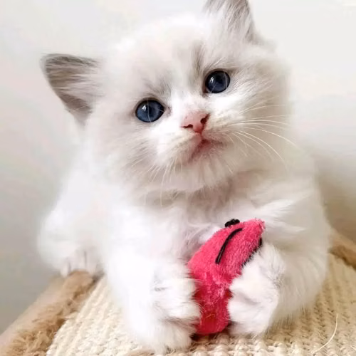 Gatito Ragdoll en adopción