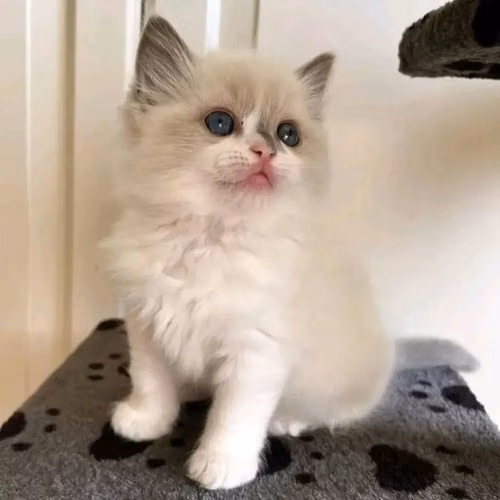 Gatito Ragdoll en adopción