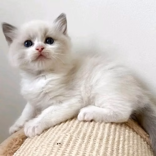 Gatito Ragdoll en adopción