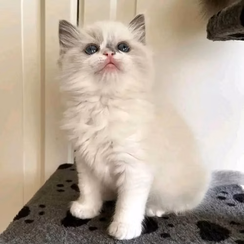 Gatito Ragdoll en adopción