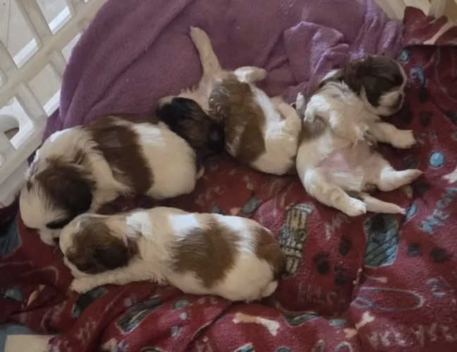 Cachorros Shih Tzu disponibles para recoger - Imagen 2
