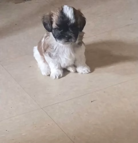 Cachorros Shih Tzu disponibles para recoger - Imagen 4