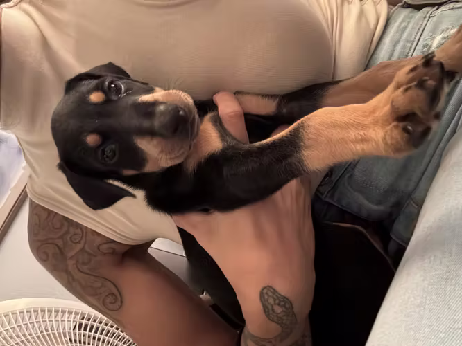 Hembras Doberman 