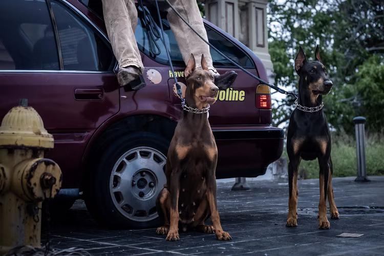 Hembras Doberman 