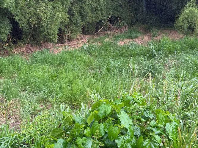 Bo. Arenas, Terreno en Cidra - Imagen 8