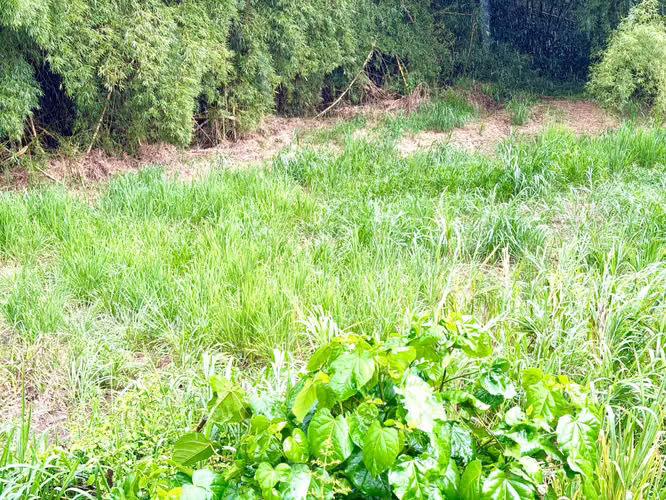 Bo. Arenas, Terreno en Cidra - Imagen 12