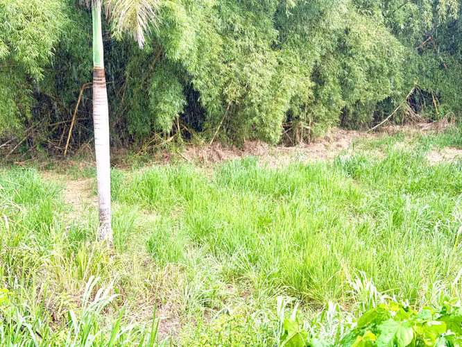 Bo. Arenas, Terreno en Cidra - Imagen 6