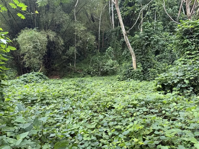 Bo Cañaboncito, Terreno en Caguas - Imagen 4