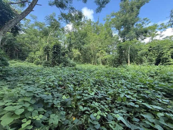 Bo Cañaboncito, Terreno en Caguas - Imagen 11