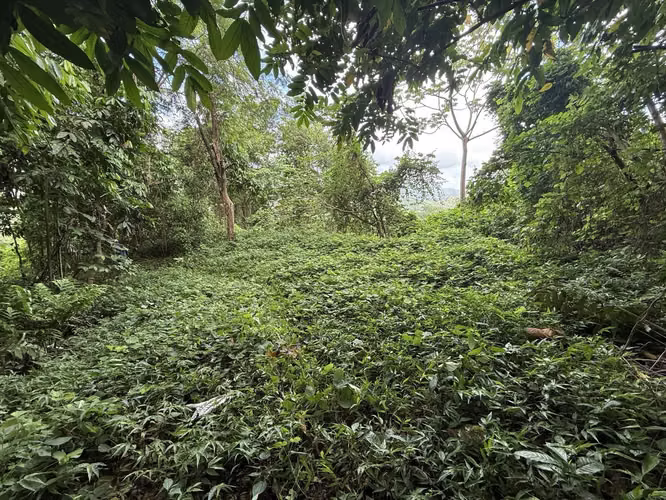 Bo Cañaboncito, Terreno en Caguas - Imagen 3