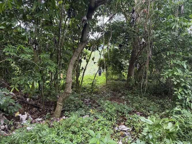Bo Cañaboncito, Terreno en Caguas - Imagen 6