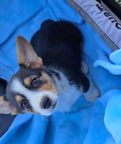 PEMBROKE WELSH CORGI