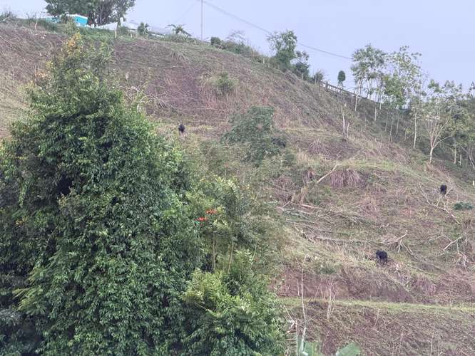 Bo. Sud, Terreno en Cidra - Imagen 7