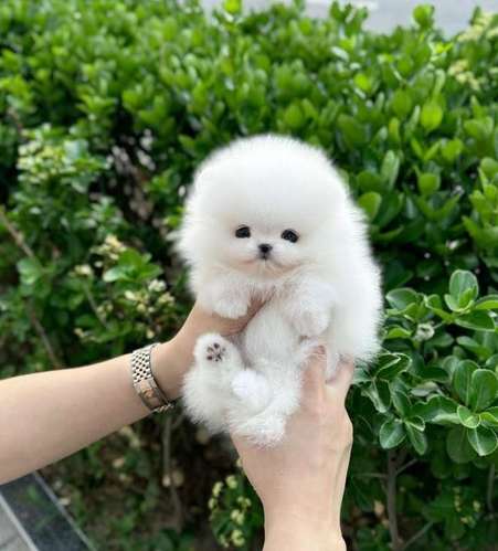 Cachorros de pomerania de pura raza disponibles
