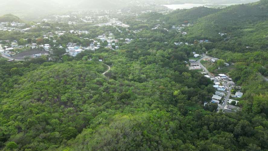 Bo. Guayabal, Finca en Juana Diaz - Imagen 11
