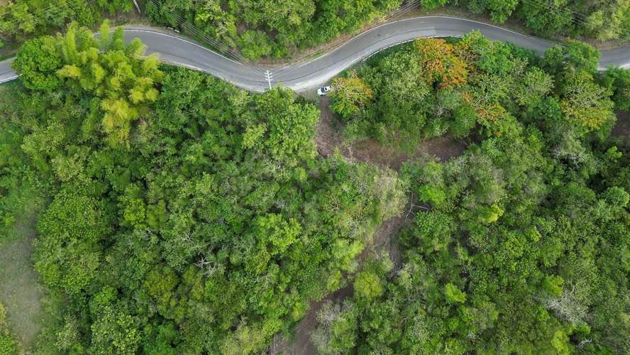 Bo. Guayabal, Finca en Juana Diaz - Imagen 16