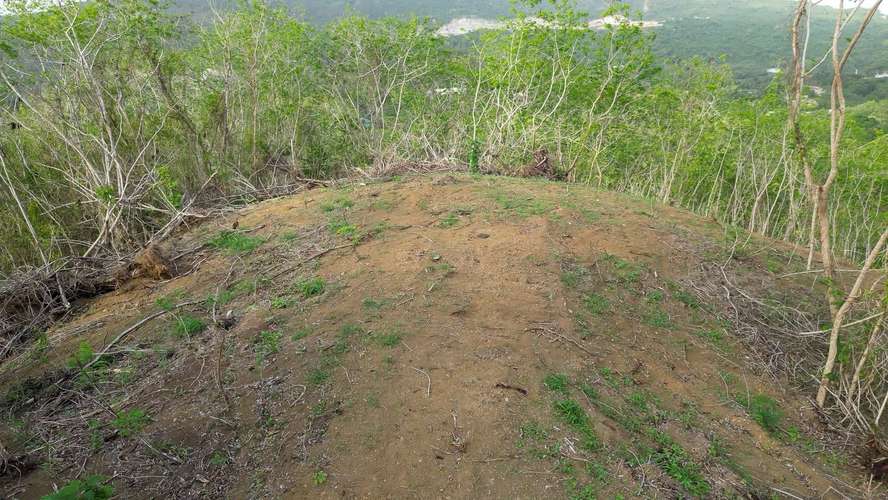 Bo. Guayabal, Finca en Juana Diaz - Imagen 15